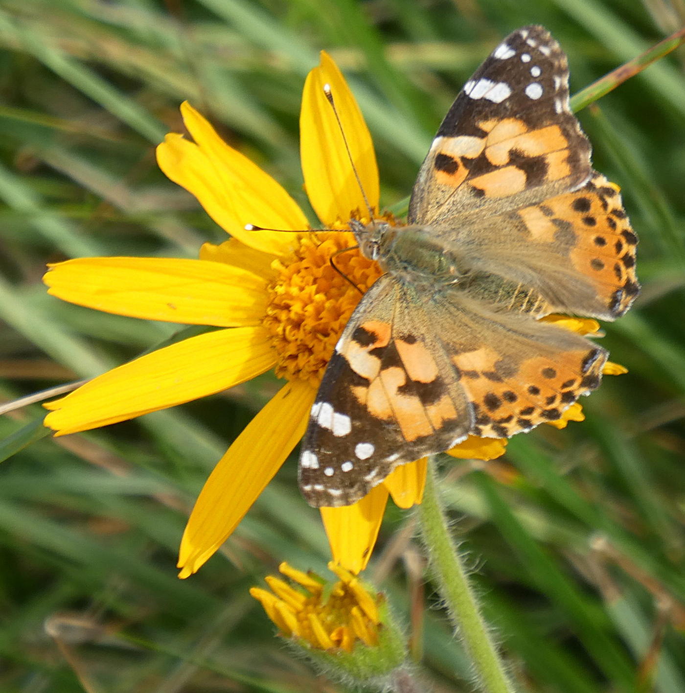 Vanessa cardui (Nymphalidae)